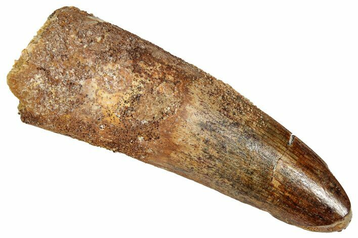 Fossil Spinosaurus Tooth - Feeding Worn Tip #350119